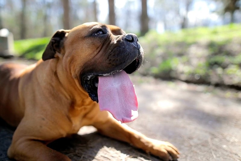 Dog laying in the sun panting. with its tongue out