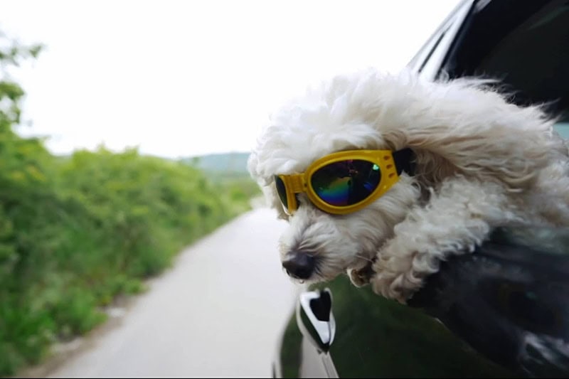 Video - Stay Cool During the Summer. Dog with goggles outside car window.